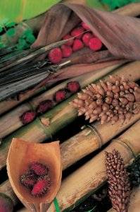 Fruits tropicaux sur fond de bambou.