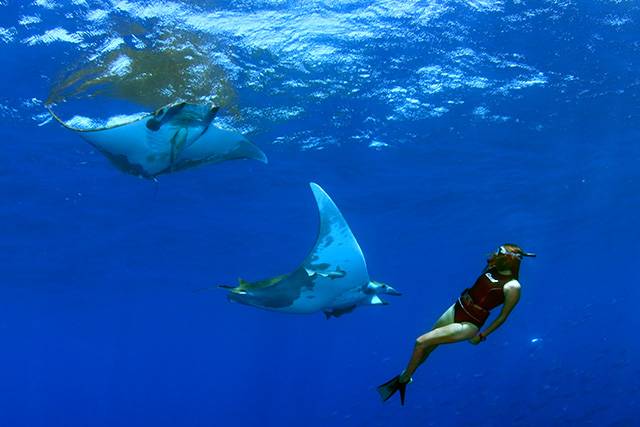 Pratiquer la plongée sous-marine aux Açores