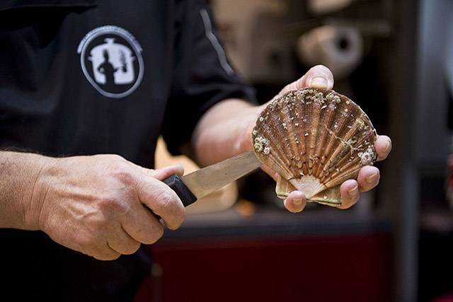 La coquille Saint-Jacques, reine des Côtes d'Armor