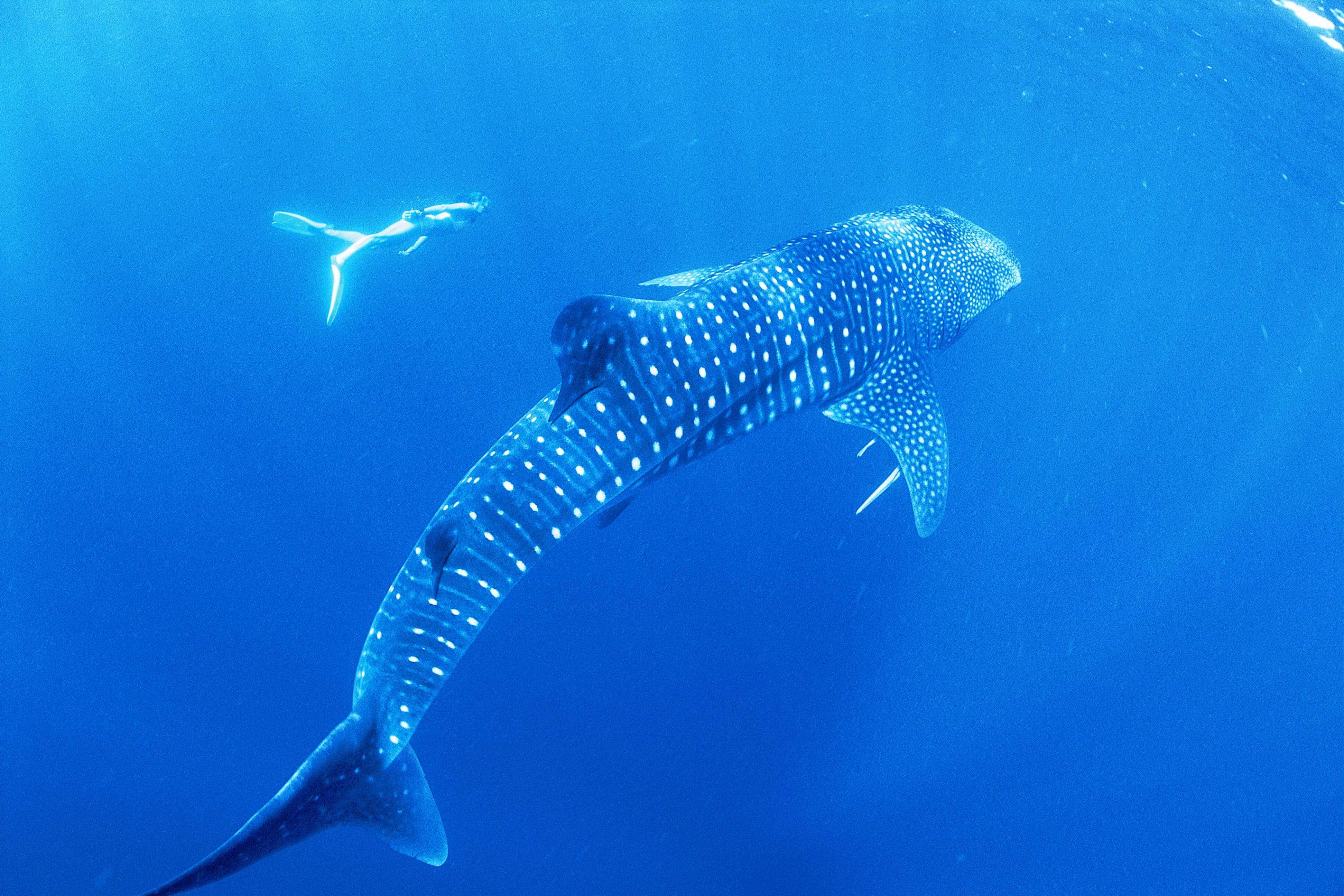 Observation des requins-baleines