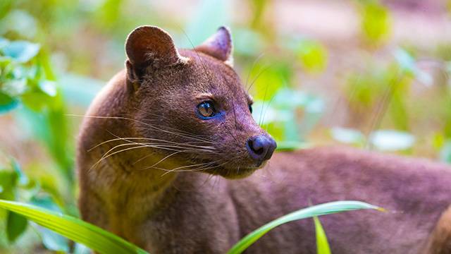 L’endémicité exceptionnelle de Madagascar