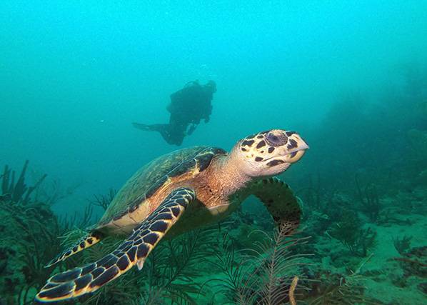 Tobago, au pays des tortues marines