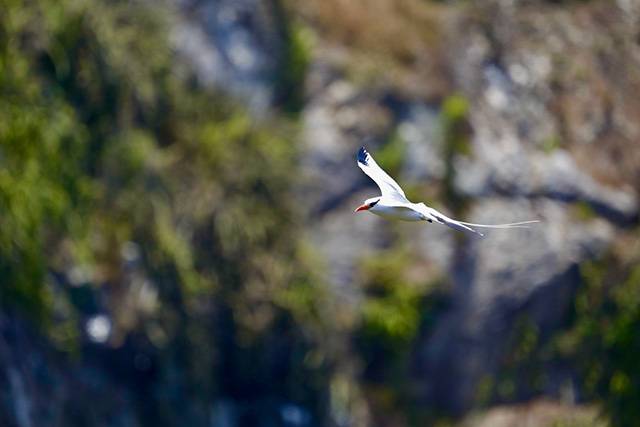 Tobago, un paradis pour les amoureux des oiseaux