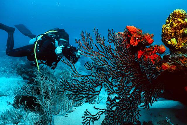 Tobago, paradis de la plongée sous-marine