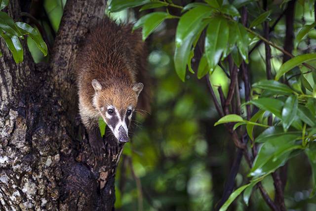 Profiter des excursions pour observer la faune