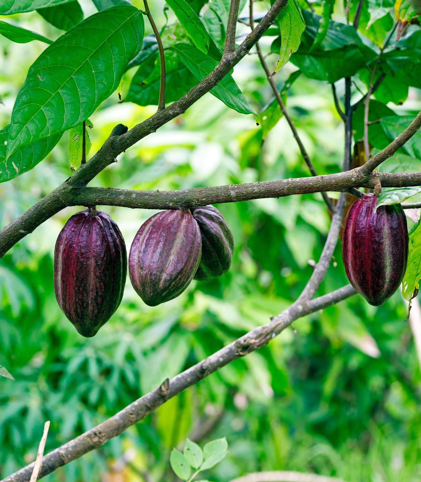 10 faits les plus intéressants sur le chocolat suisse - Swiss Made