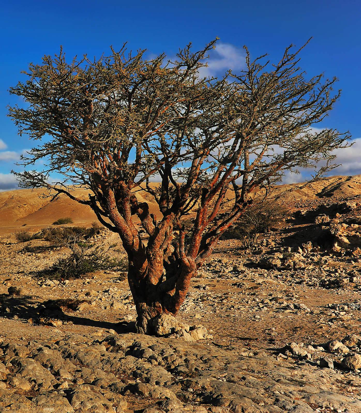 Terre de l'encens  Résine naturel d'encens du Sultanat d'Oman