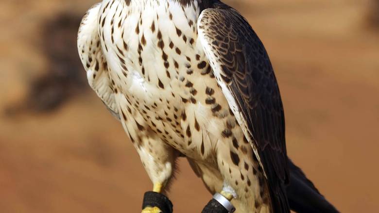 Discovery United Arab Emirates : Falconry
