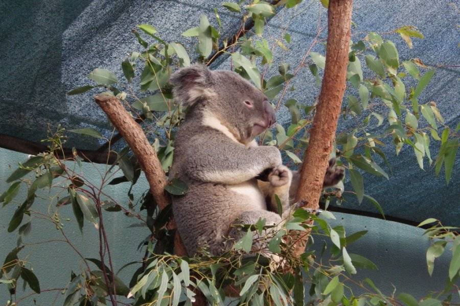 Wild Life Sydney Zoo Zoo Sydney