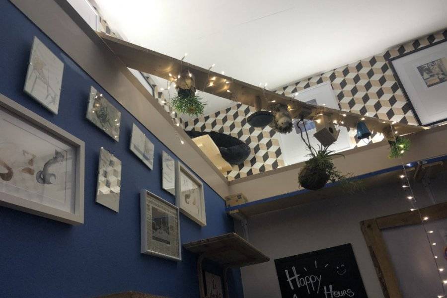 Chat Lounge Tearoom Clermont Ferrand