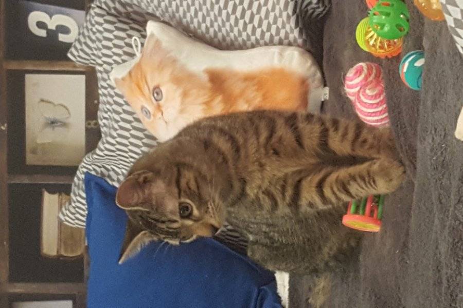 Chat Lounge Tearoom Clermont Ferrand