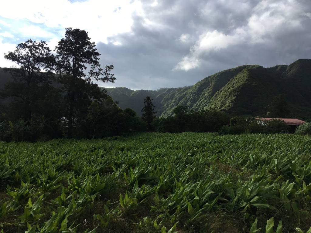 Le quatre-épice de qualité gastronomie plaine des grègues. La Réunion.