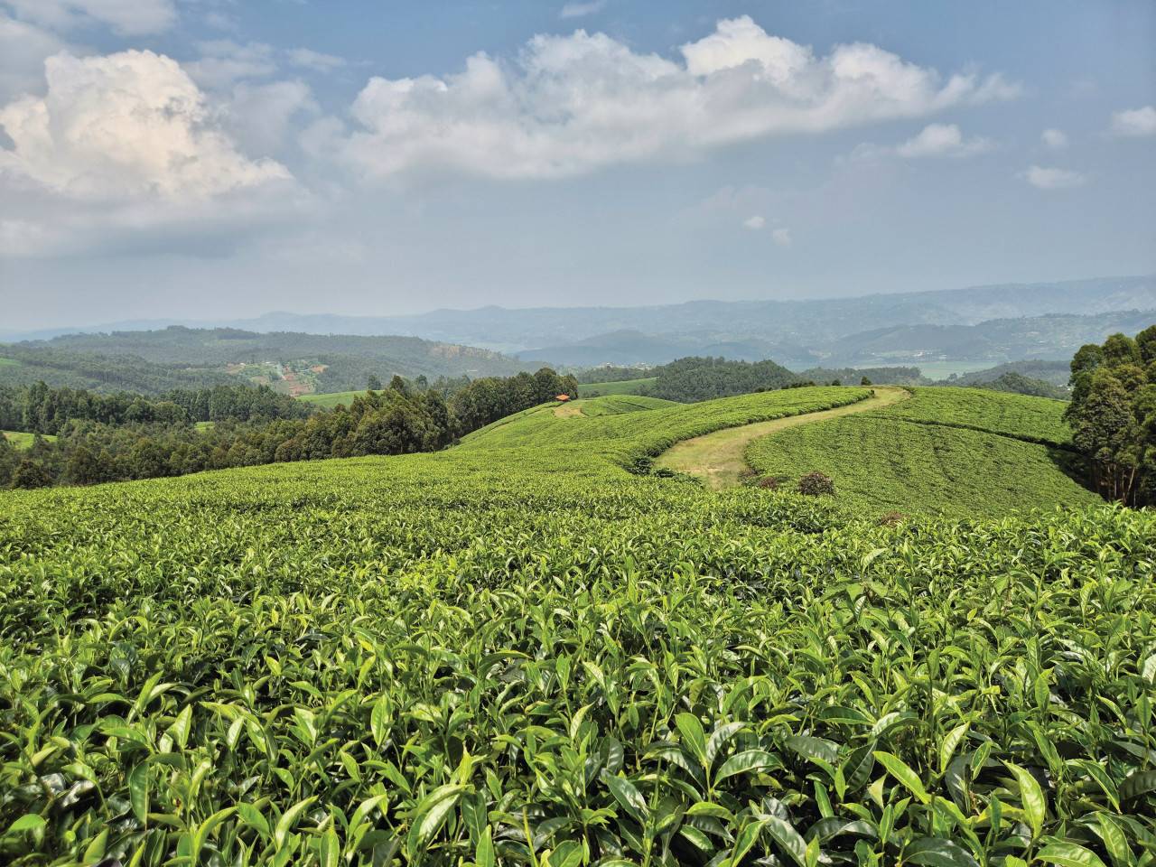 Gisakura Tea Estate · photograph 1