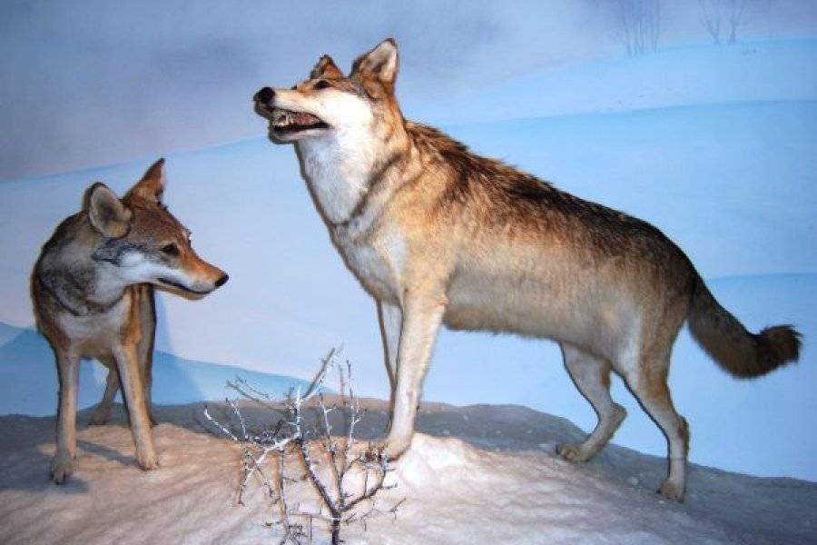 MUSÉE DES MINÉRAUX ET DE LA FAUNE DES ALPES Écomusée Le Bourg-D'Oisans photo n° 38656