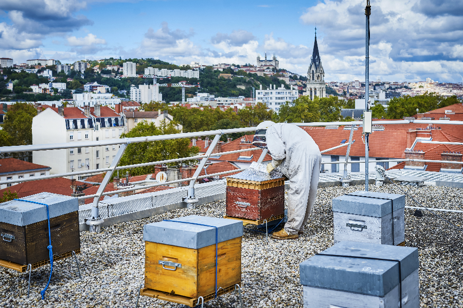 API Environnement - Miel et apiculture à Lyon - ©Emmanuel Spassoff