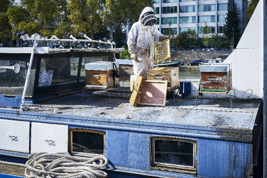 API Environnement - Miel et apiculture à Lyon - ©Emmanuel Spassoff