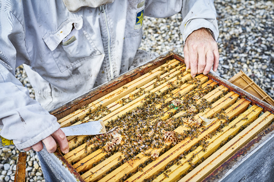 API Environnement - Miel et apiculture à Lyon - ©Emmanuel Spassoff