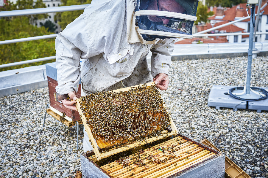 API Environnement - Miel et apiculture à Lyon - ©Emmanuel Spassoff