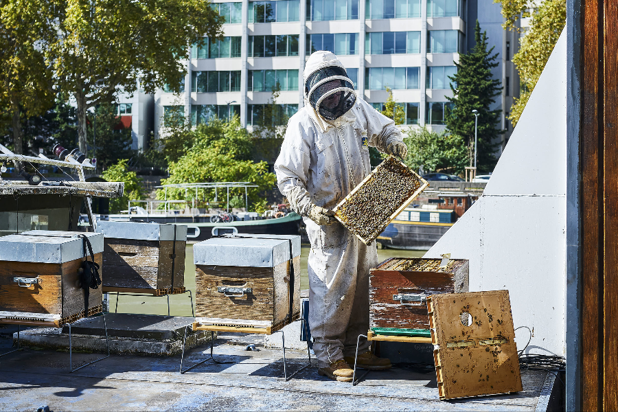 API Environnement - Miel et apiculture à Lyon - ©Emmanuel Spassoff