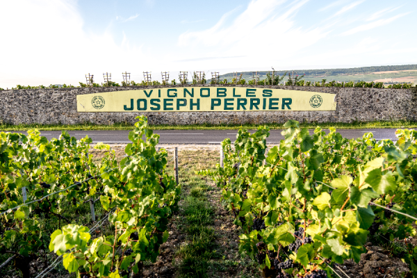 Vignobles de la Maison Joseph Perrier - ©Michael Boudot