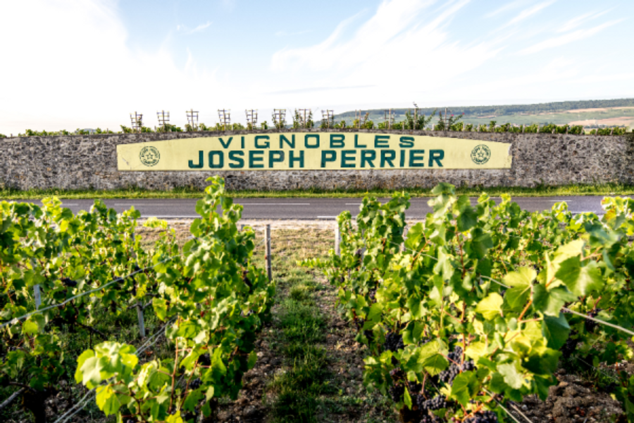 Vignobles de la Maison Joseph Perrier - ©Michael Boudot