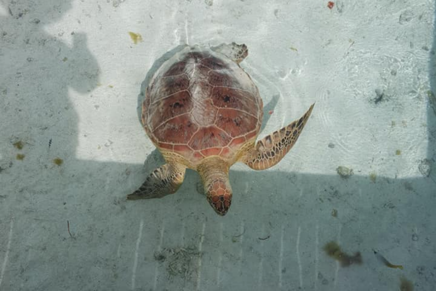  - ©BORA BORA LAGOON TRIP'S & LAGOONARIUM