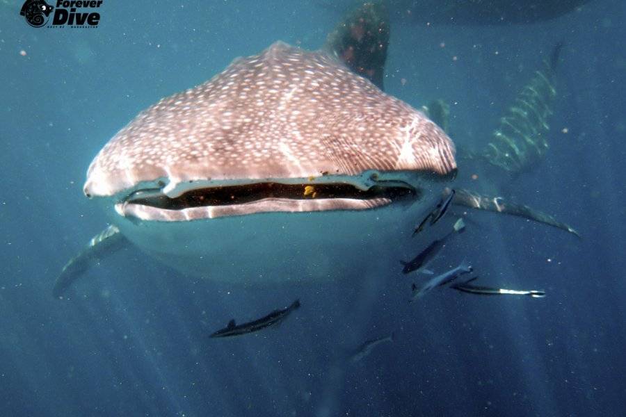Requin baleine - ©Forever Dive