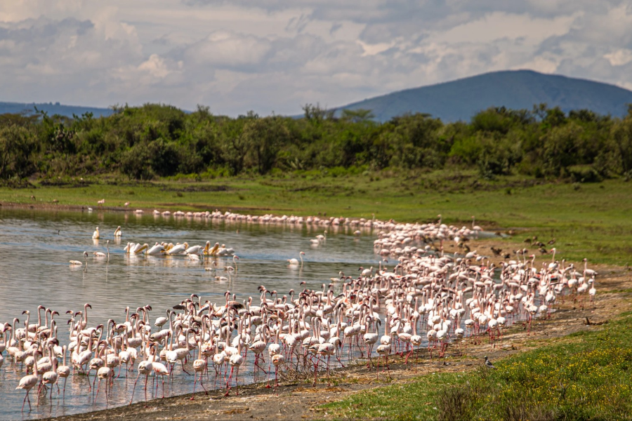  - ©MBWEHA SAFARI CAMP