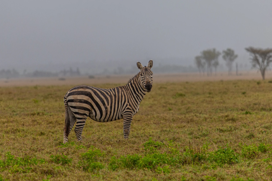  - ©MBWEHA SAFARI CAMP