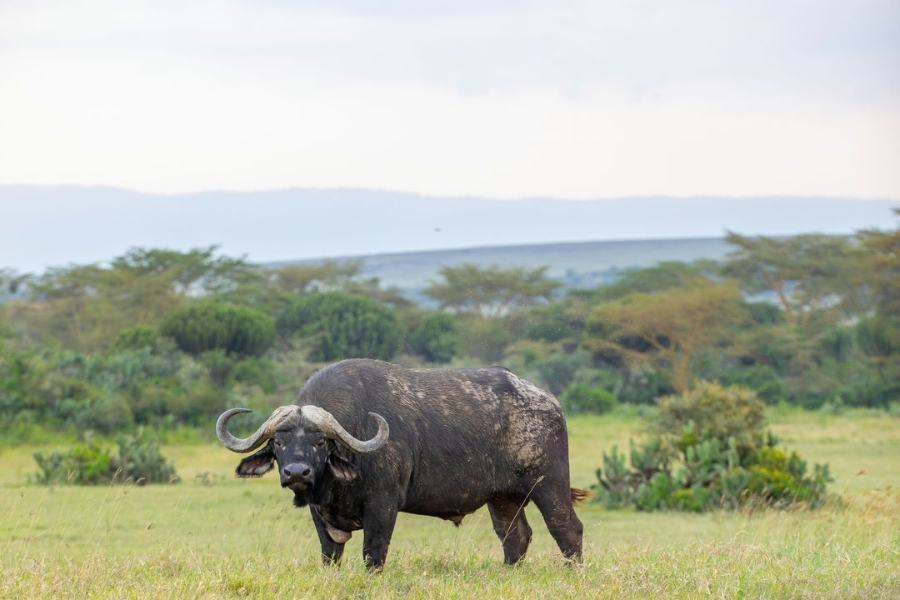  - ©MBWEHA SAFARI CAMP