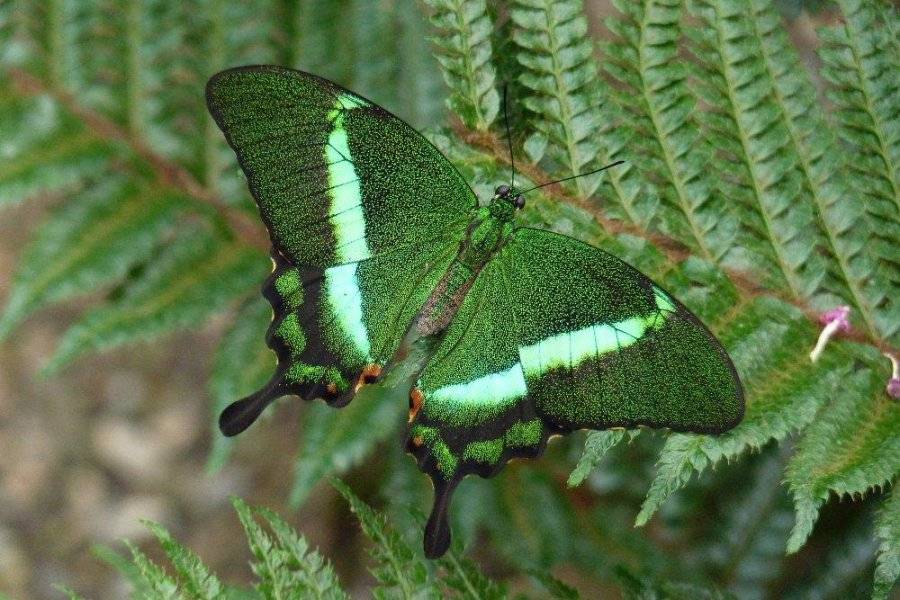 Papilio Palinurus - ©LA FERME AUX PAPILLONS