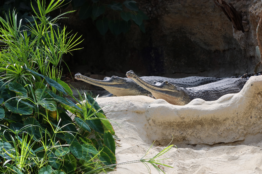 Gavials du Gange -  La Ferme aux Crocodiles à Pierrelatte - ©La Ferme aux Crocodiles - Réserve Tropicale