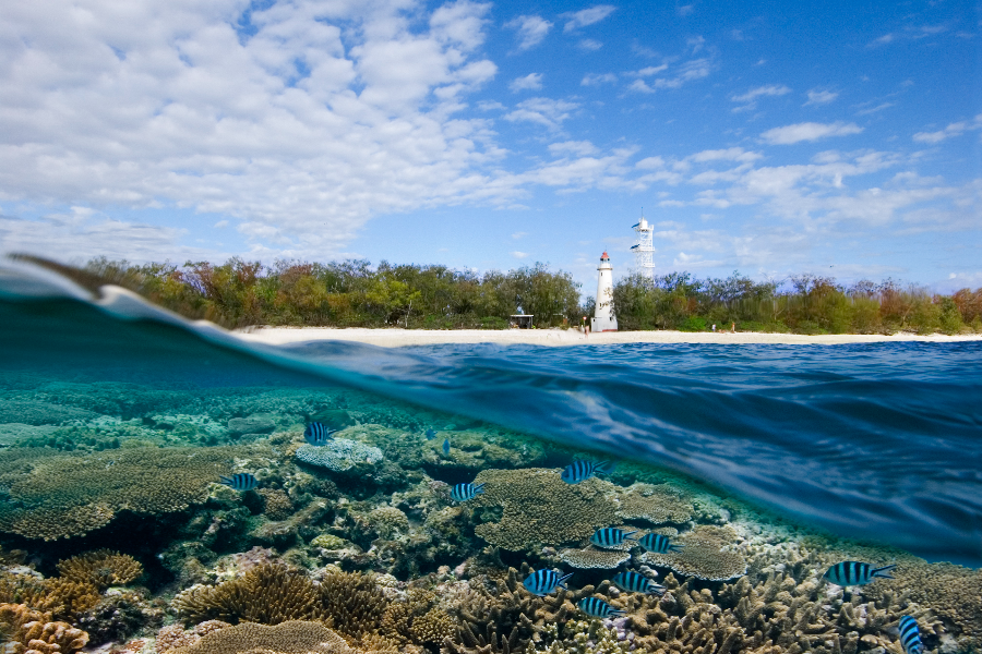 Stunning Reef - ©Lady Elliot Island