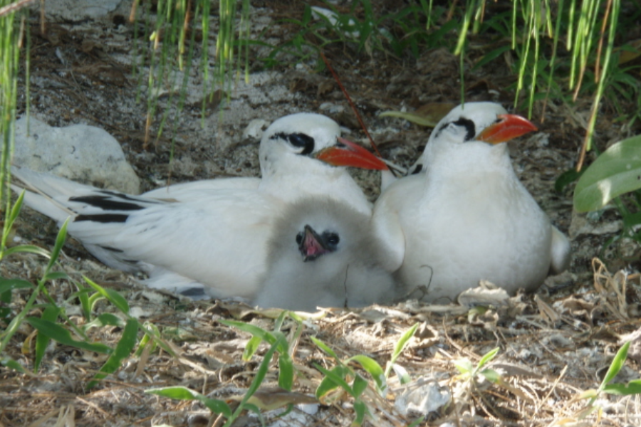 Red Tail Tropic Bird - unique to Lady Elliot Island - ©Lady Elliot Island