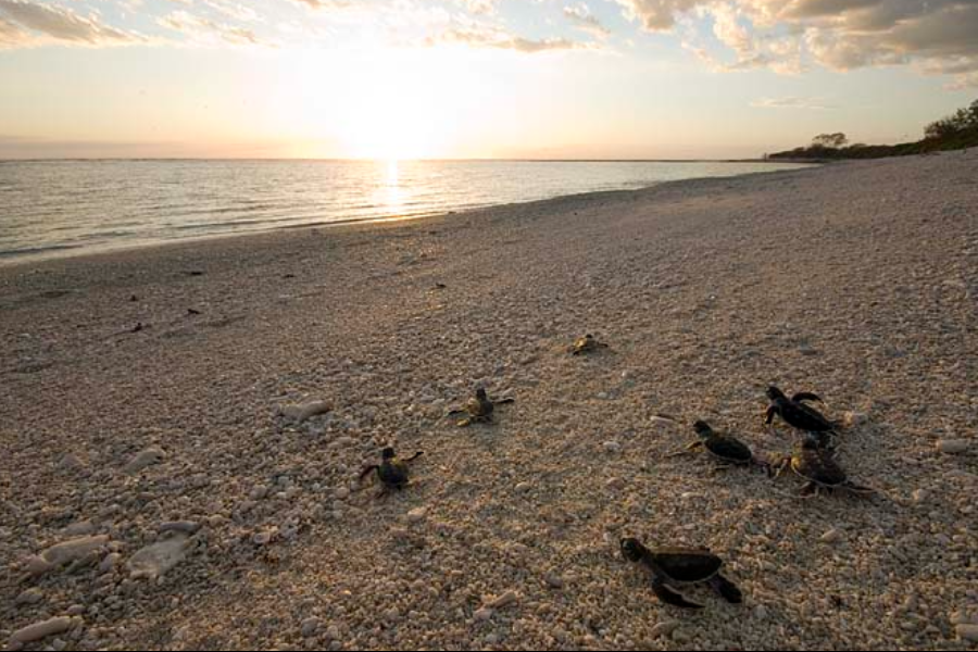 Turtle Hatchlings (Feb to April) - ©Lady Elliot Island