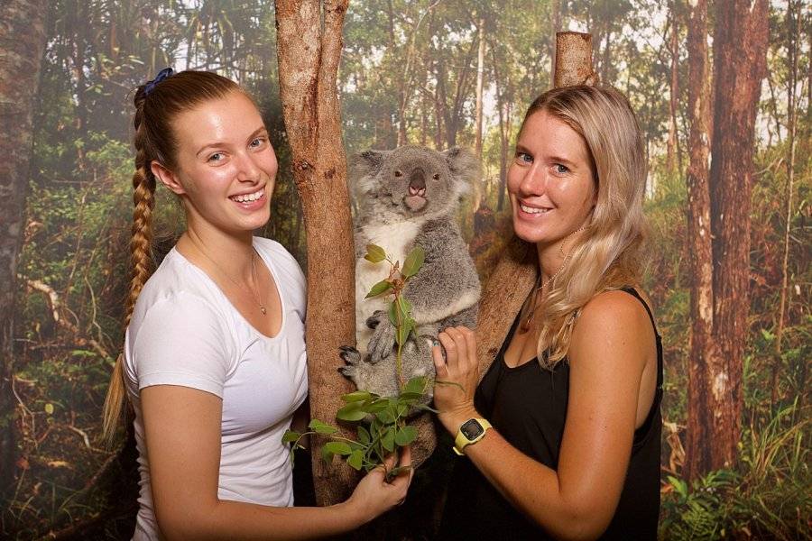 koala - ©HARTLEY'S CROCODILE ADVENTURES
