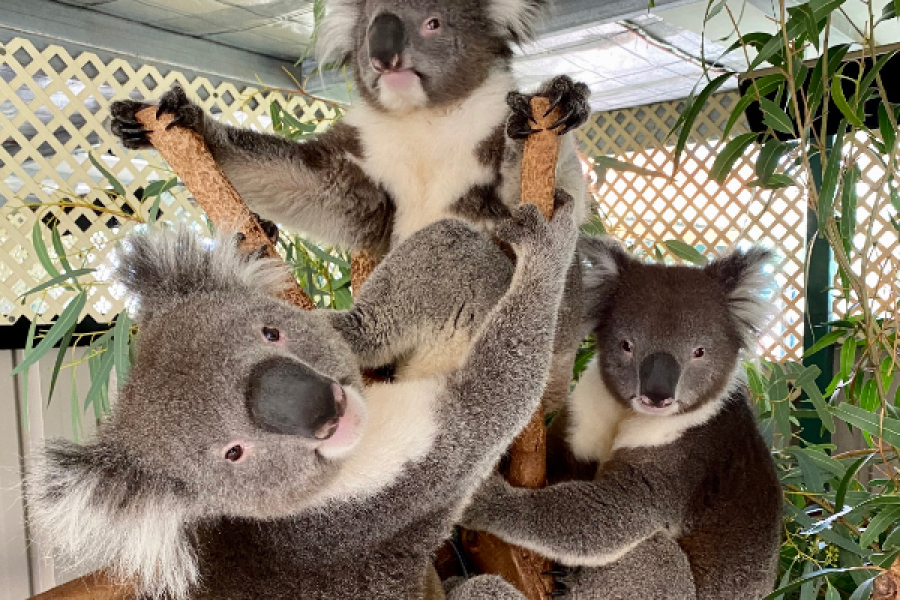 Koalas - ©Caversham wildlife park