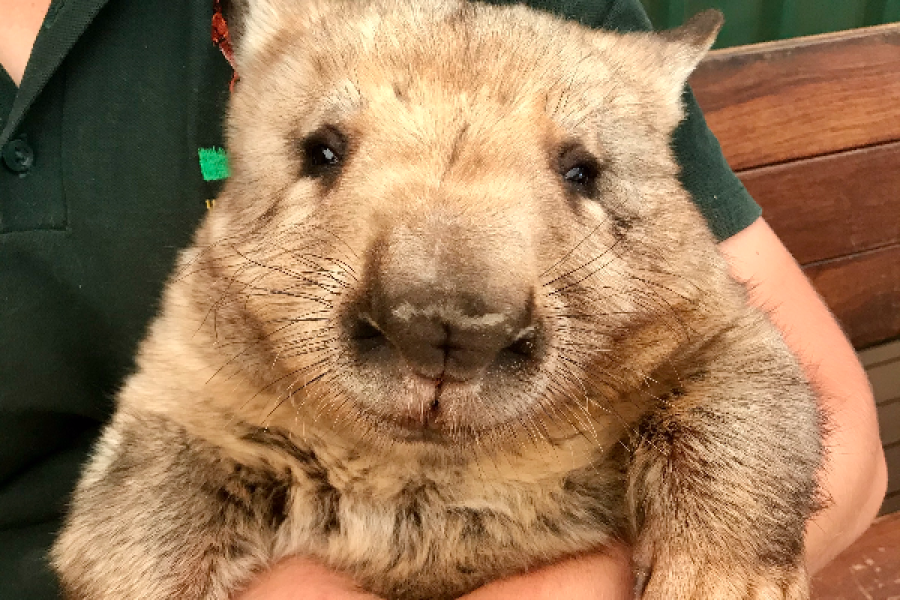 Wombat - ©Caversham wildlife park
