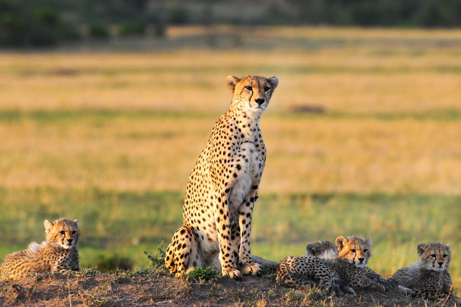  - ©MARA NGENCHE SAFARI CAMP