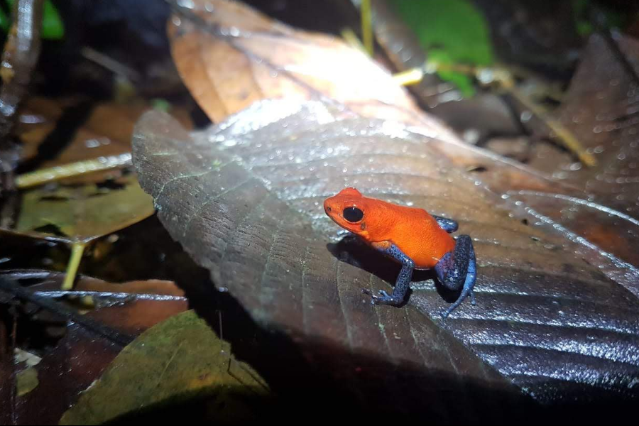 La faune au Costa Rica - ©La faune au Costa Rica