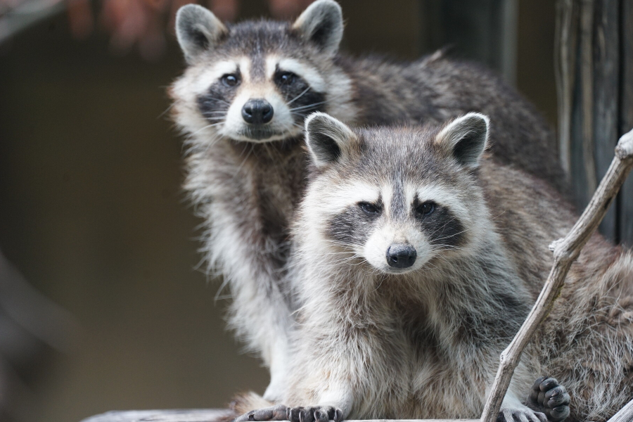 Les Ratons-Laveurs - ©Zoo Amnéville