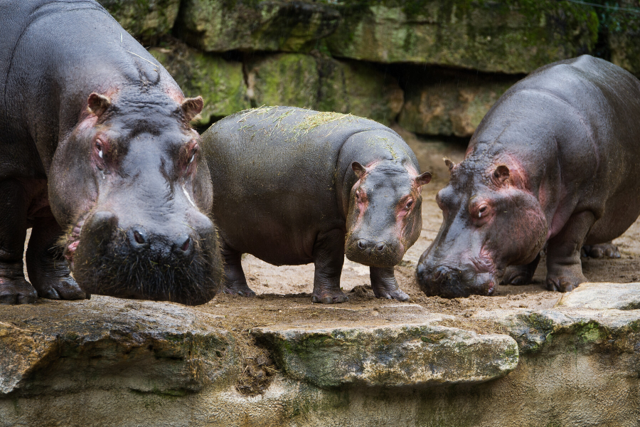 Les hippopotames - ©Zoo Amnéville
