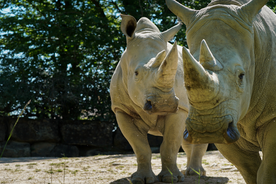 Les rhinocéros - ©Zoo Amnéville