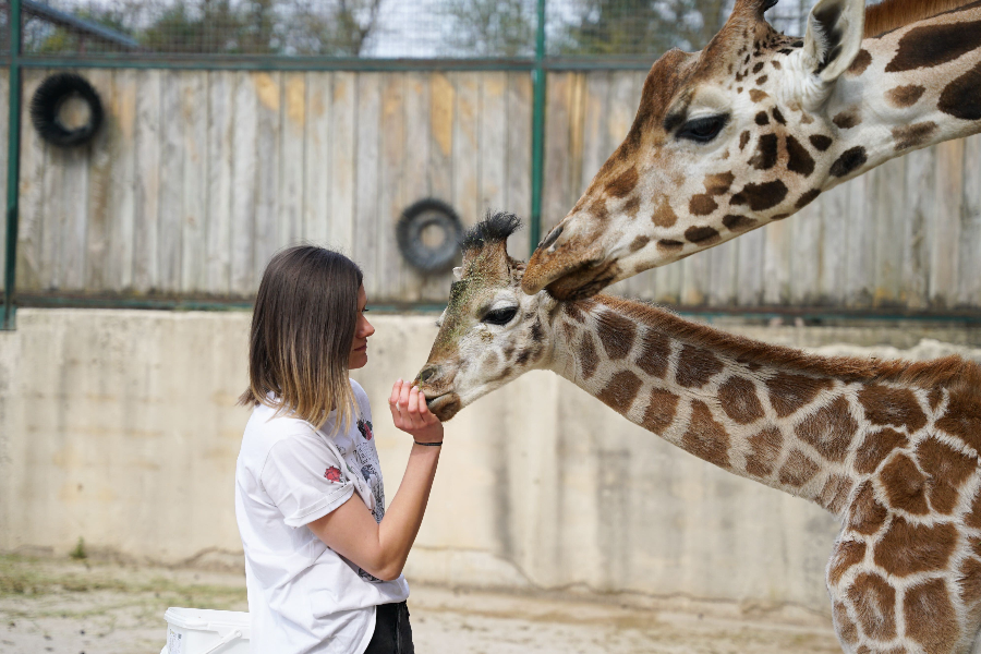  - ©PARC ZOOLOGIQUE D'AMNÉVILLE