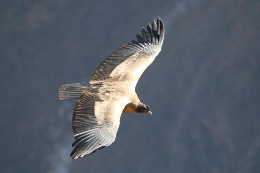 LE CONDOR SURVOLANT LE CANYON DU COLCA