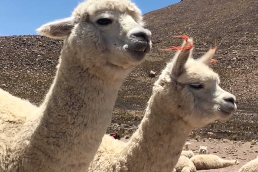 LAMAS DANS LA RESERVE AGUADA BLANCA RÉGION AREQUIPA