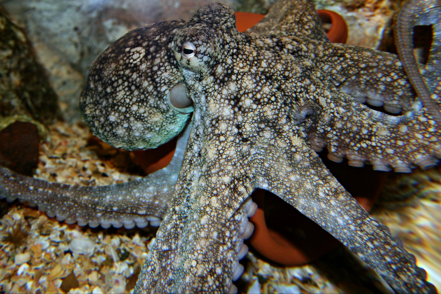LANZAROTE AQUARIUM