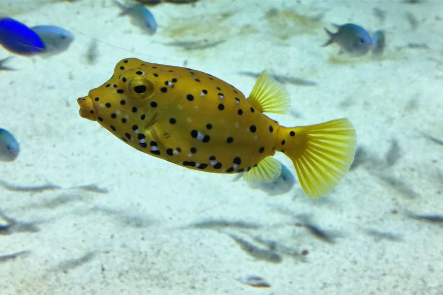 LANZAROTE AQUARIUM