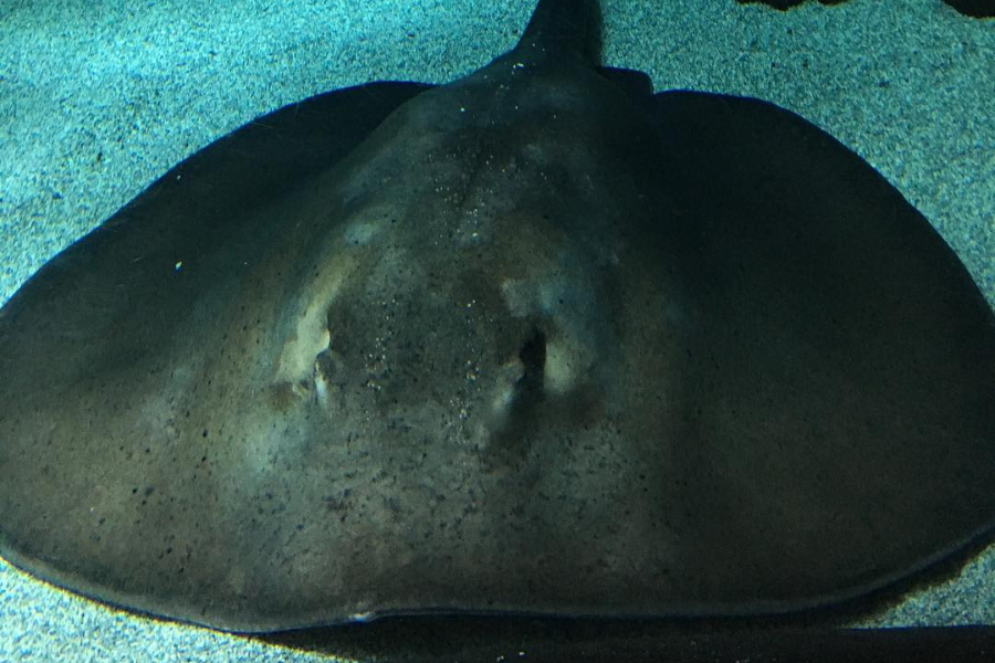 LANZAROTE AQUARIUM