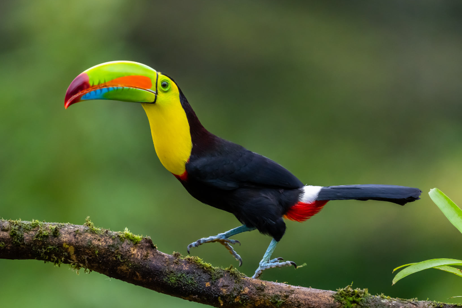 Toucan Via Tropical Costa Rica - ©Via Tropical Costa Rica